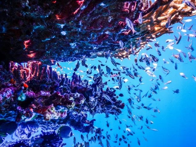 Raja Ampat Diving Paradise