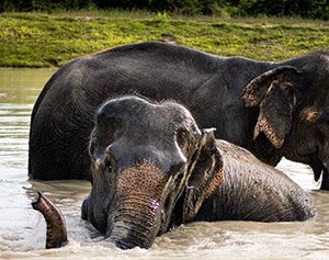 A morning with Elephant - Kulen Elephant Forest